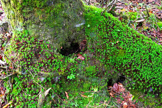 御坂山地の鬼ヶ岳にて　緑のスギゴケ
