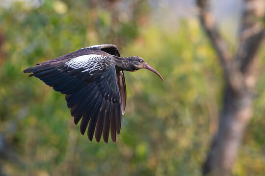wattled ibis (Bostrychia carunculata) in flight, found at Alemgono Wetland in Kafa Biosphere Reserve in Ethiopia