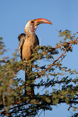 adult northern red-billed hornbill (Tockus erythrorhynchus) perching on an acacia tree, found in Yabello, Ethiopia © Mathias Putze