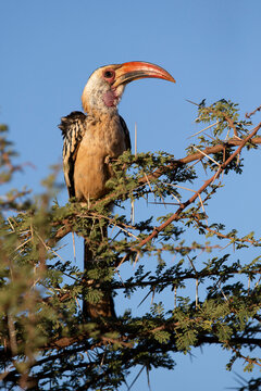 adult northern red-billed hornbill (Tockus erythrorhynchus) perching on an acacia tree, found in Yabello, Ethiopia