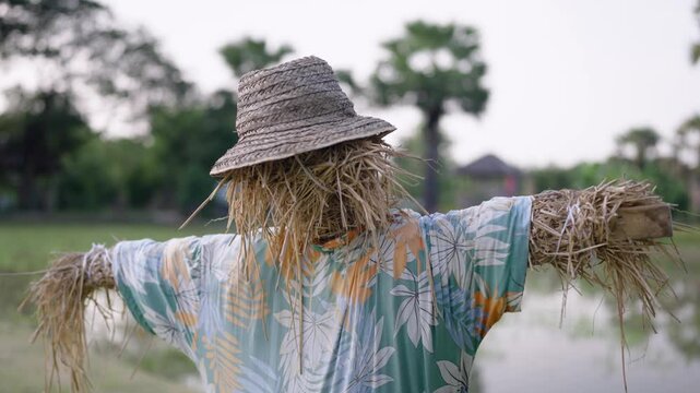 A charming straw scarecrow stands amidst the tranquil scenery of rice fields. Its straw-stuffed body and hat create a lovely rural atmosphere in a peaceful setting.