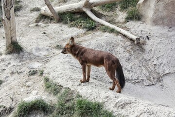 Dhole Asian wild dog with reddish fur standing on a rock. Rare predator Cuon alpinus in captive habitat with sand and dry grass. Profile portrait of wild canine animal in day light background view © Lidia