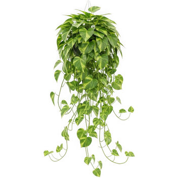 Fresh bunch of leafy green herbs hanging from a stem with natural drooping leaves