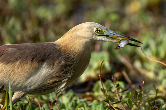 A detailed close-up shot of an Indian Pond Heron (Ardeola grayii) showcasing its sharp beak, piercing yellow eyes, and intricate feather patterns.