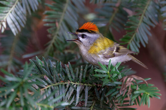 Nilgans (Alopochen aegyptiacus) badender Jungvogel