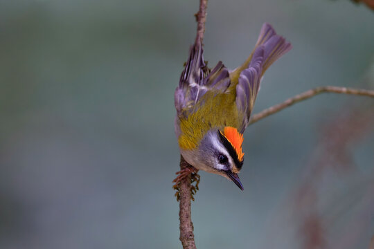 Nilgans (Alopochen aegyptiacus) badender Jungvogel