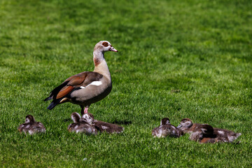 Obraz premium Nilgans (Alopochen aegyptiacus)