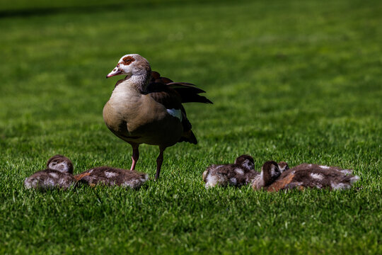 Nilgans (Alopochen aegyptiacus)
