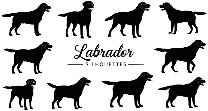 Black silhouette illustration of Labrador dogs in multiple standing poses with stylized text highlighting breed features for design use