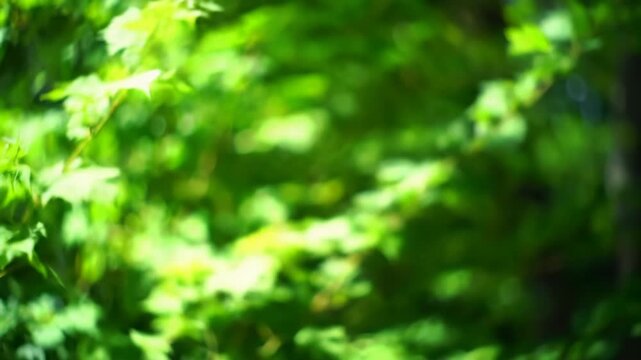 A soft wide video of lush green foliage with creamy bokeh & ethereal light orbs. Dappled sunlight filters through leaves, slow dolly push-in, profound serenity atmosphere
