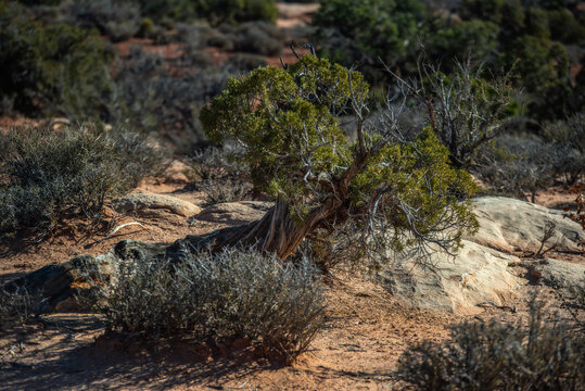 Utah Bonsi 