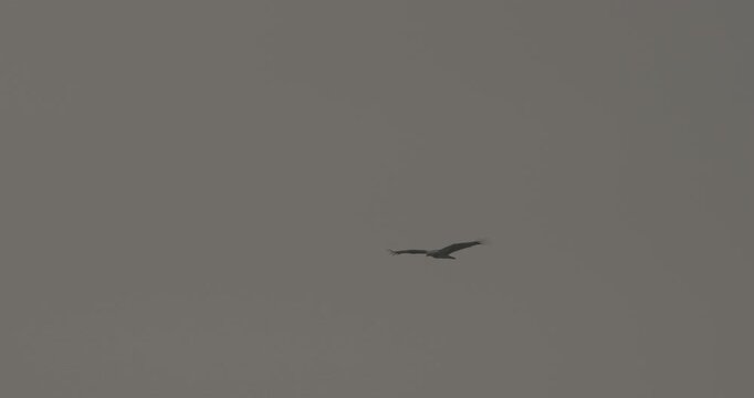 slow motion footage Brahminy Kite Flying In morning Sky. During Sunrise. Warm Colors. Morning haze. Sri Lanka Unawatuna