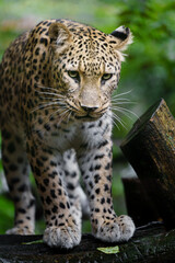 Fototapeta premium Portrait of Persian leopard in zoo