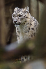 Obraz premium Portrait of Snow leopard in zoo