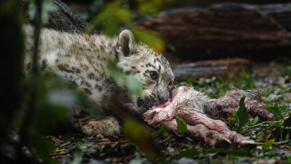 Obraz premium Portrait of Snow leopard in zoo