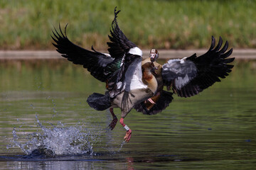 Nilgans (Alopochen aegyptiacus)