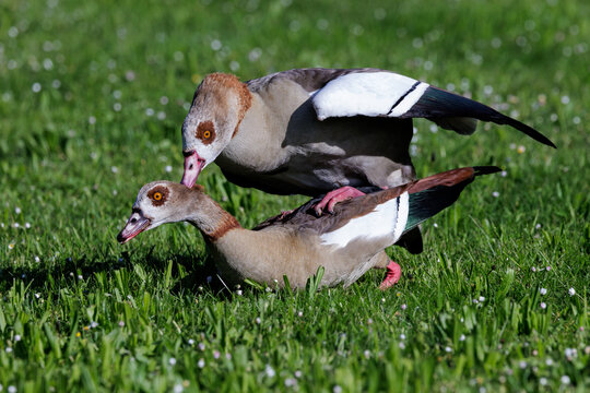 Nilg&auml;nse (Alopochen aegyptiacus)