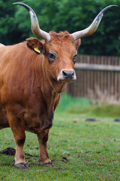 Portrait of Cachena cattle in zoo