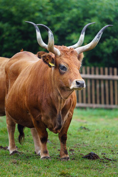 Portrait of Cachena cattle in zoo