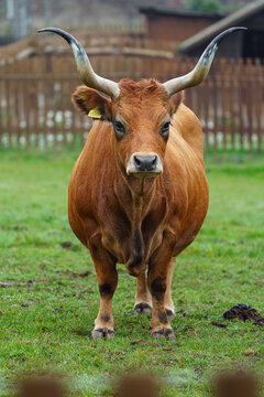 Portrait of Cachena cattle in zoo