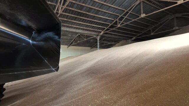 Huge pile of harvested wheat grains inside a large agricultural warehouse. Concept of bountiful harvest, food production, commodity trading, and agribusiness industry.