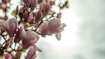 Obraz premium Beautiful spring composition with pink magnolias flowers in Strasbourg in France on march 20th 2026