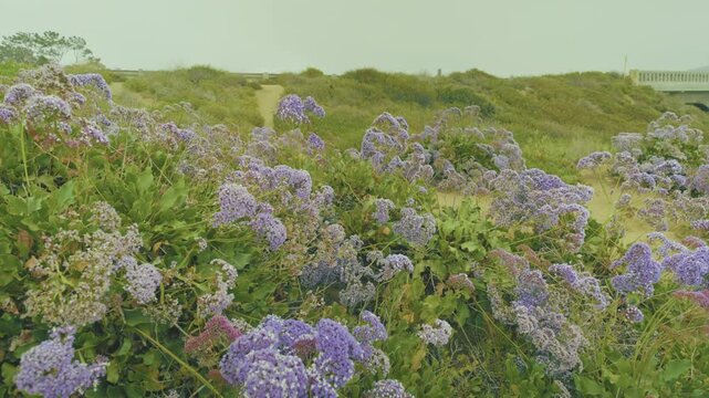 Spring Costal Flowers of San Diego