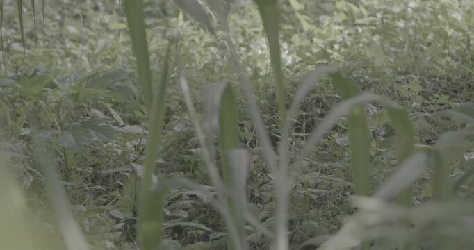 slow motion footage The green-billed coucal - Centropus chlororhynchos is a member of the cuckoos. Endemic to Sri Lanka's wet zone