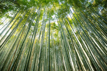 Fototapeta premium 日本の心、京都の竹林が癒やされる、緑の景色が美しい