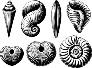 Collection of Black and White Engraved Seashells and Fossils White Background ammonite © MstMisu
