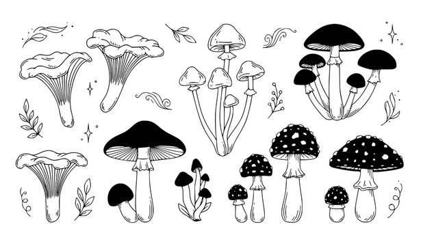 Forest Mushroom Vector Set with Chanterelles Fly Agarics and Witch Potion Ingredients