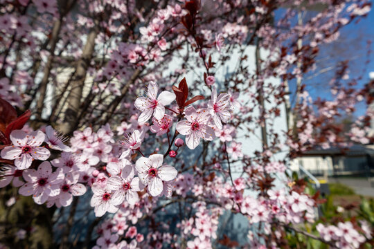 Cherry plum tree branches covered in delicate pink flowers during springtime