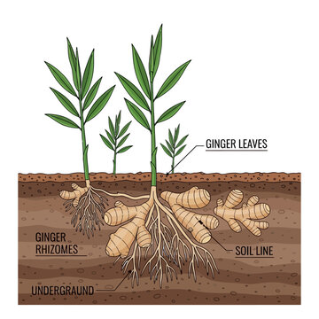 Illustration showing the underground ginger rhizomes and above-ground leaves of a ginger plant, with labels indicating ginger leaves, ginger rhizomes, and the soil line.