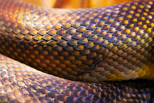 Close-up of anthracite python skin for wallpaper or background. Reptilian skin. A fragment of reptilian skin. Multi-colored python skin texture.