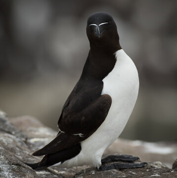A razorbill looking at the camera. Farne Islands. UK. England.
