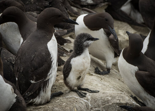 A guillemot chick stands among adults on a rocky cliff face. The chick is fluffy and grey, while the adults are black and white, indicating a breeding colony.