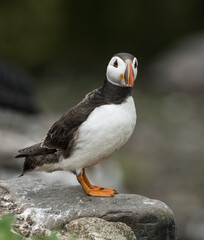 Fototapeta premium A puffin stands on a rock, its distinctive colorful beak and plumage clearly visible. Puffins are seabirds known for their nesting colonies on coastal cliffs and islands.