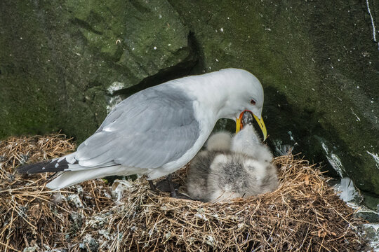 A parent seagull feeds its chick in a nest built on a rocky cliff. The parent bird regurgitates food for its young, a vital part of their survival.