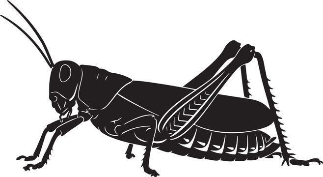 Black vector grasshopper illustration