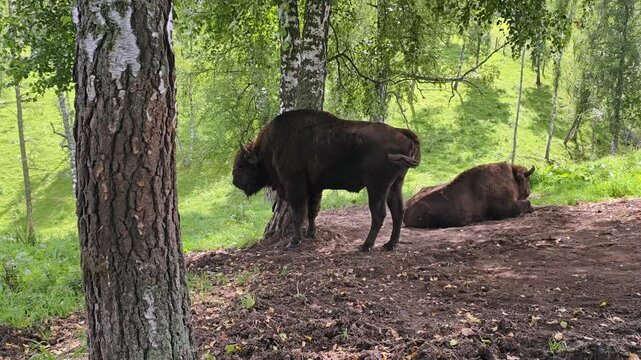 European bisons or Bison bonasus in Altai birch forest. Slow motion video.