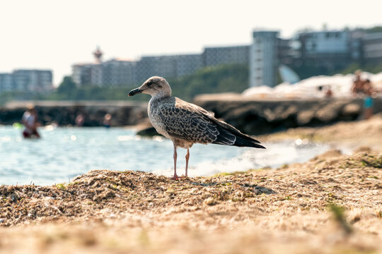 Seagull on sandy beach with coastal resort in background Elenite Bulgaria Black Sea