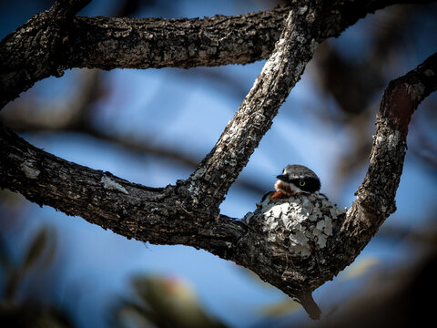 Chinspot batis sitting on nest in tree, Selati Game Reserve South Africa wildlife