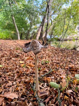 Common inkcap or coprinopsis atramentaria in autumn