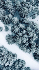 View of the coniferous forest in the snow and in the cold from a height © mikhasik