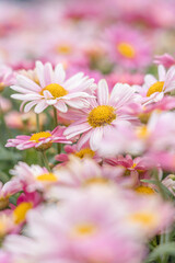 Fototapeta premium Daisy Field