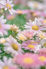 Fototapeta premium Daisy Field
