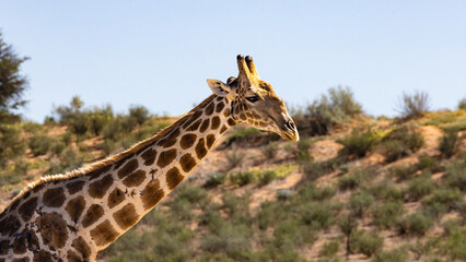 Obraz premium A majestic Giraffe (Kameelperd) (Giraffa camelopardalis) bends over to drink in the Kgalagadi Transfrontier Park, South Africa, Botswana near Twee Rivieren