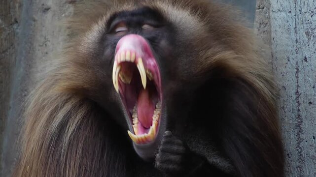 Close up of a large male baboon monkey head showing off his jaws and teeth.