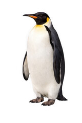 Fototapeta premium King penguin standing isolated on transparent background looking left