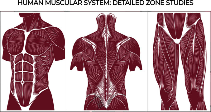 Human Muscular System Detailed Zone Studies Anatomy Illustration